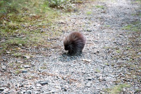 The Isolated Porcupine