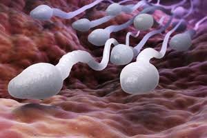 How much sperm does the body produce in a day?