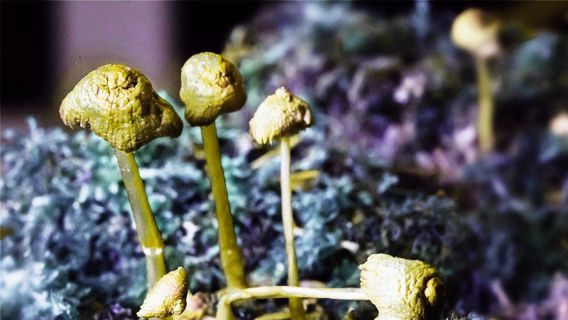 Is There More To Magic Mushrooms Than Just Psilocybin?