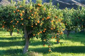 A 2024 Overview OF Pakistan Orange Crop