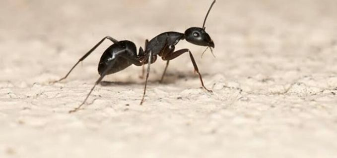 The intelligent ants