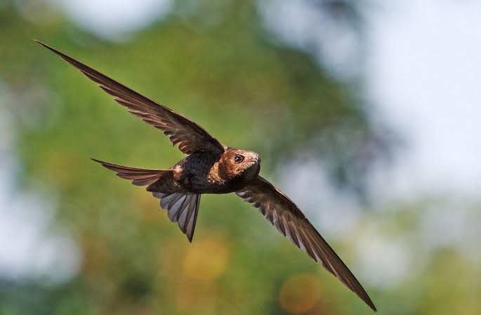 World fastest bird