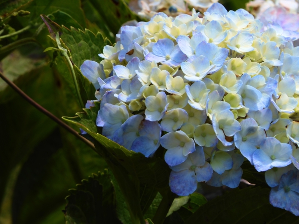 紫陽花 Baskadia Id 18 6