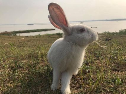 Thumbnail of My rabbit at the bank of river Niger